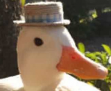 Avatar de Malitrox